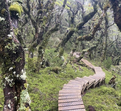 6 Goblin Forest Steps