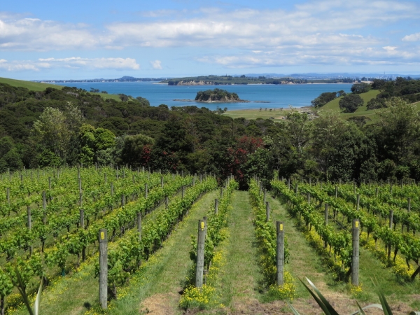 Waiheke views and vines